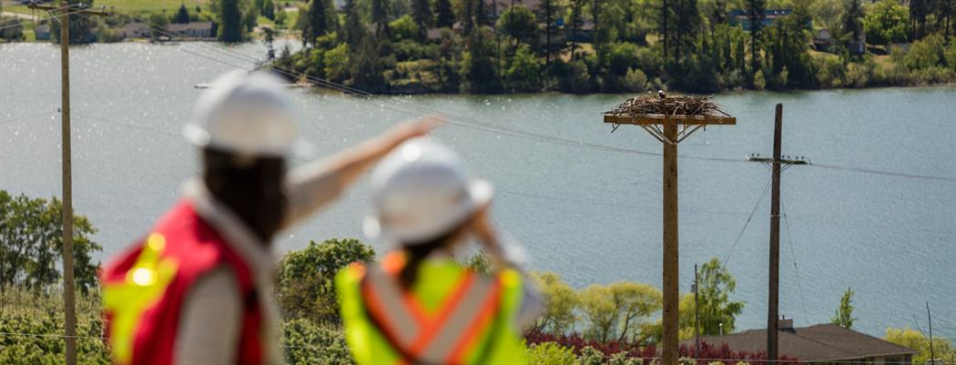 A woman and girl observing an osprey in a nest. The nest has been built on an alternate pole and nesting platform created by FortisBC. (18-150.16)