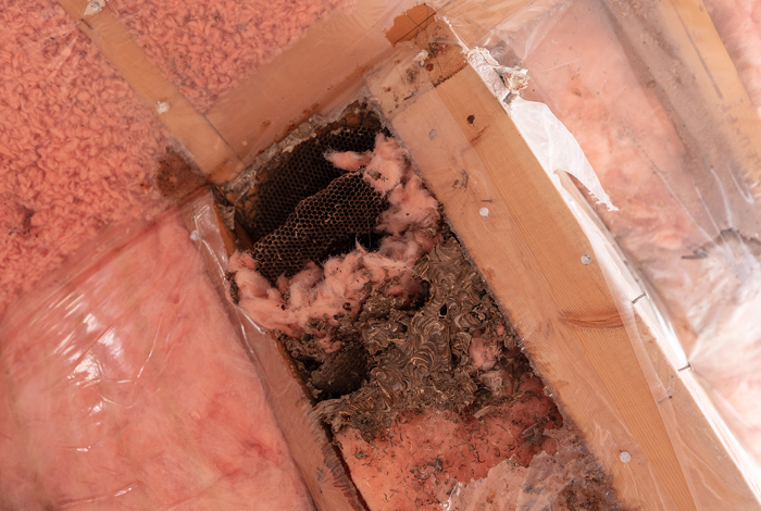 Bee’s nest in insulation