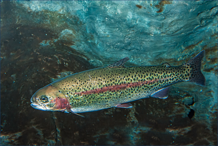 Bull trout, kokanee salmon, and rainbow trout are among the many species found in the Kootenay River.