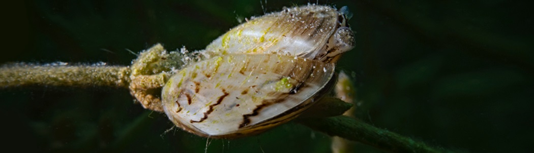 Zebra quagga mussels