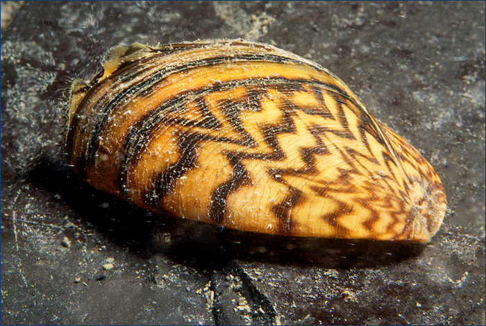 Zebra mussel, an aquatic invasive species