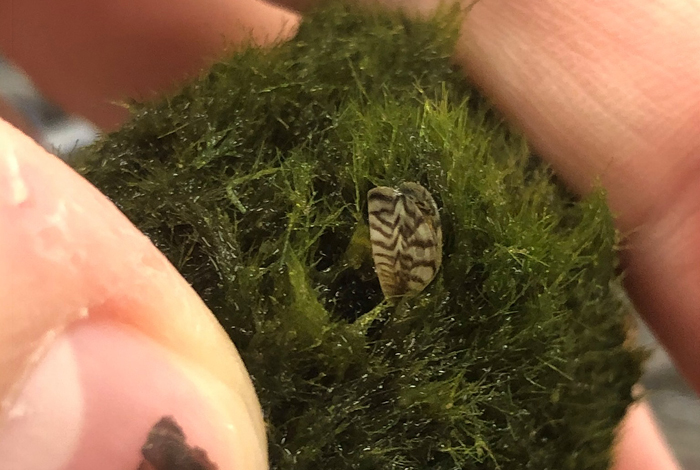 Zebra quagga mussels growing on greenery