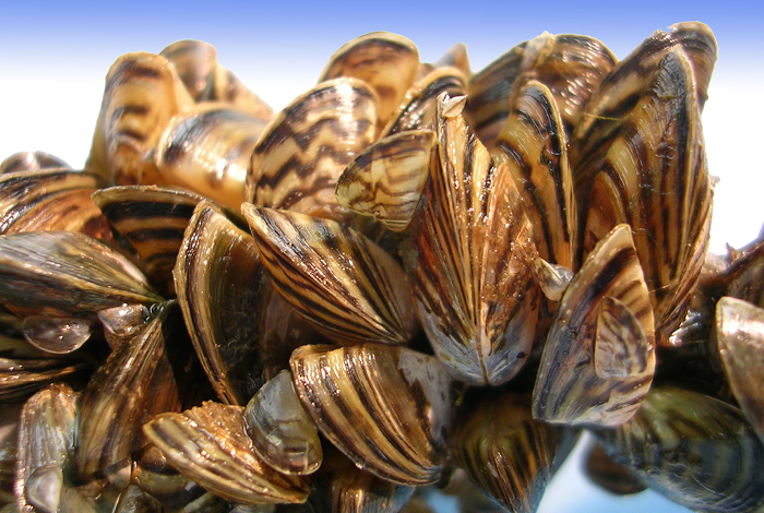 Zebra and quagga mussels