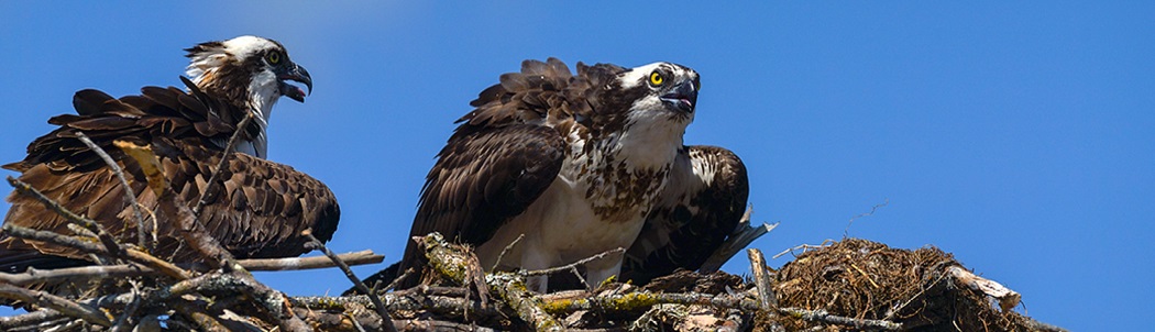 An osprey flying above its nest