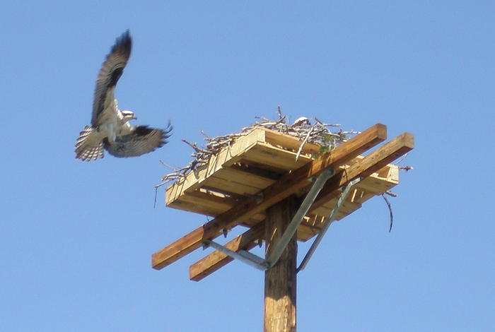 Osprey inflight returning to nest on pole