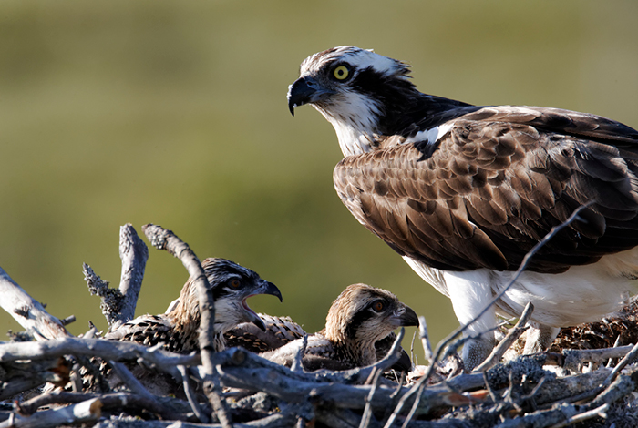 Osprey in nest with young