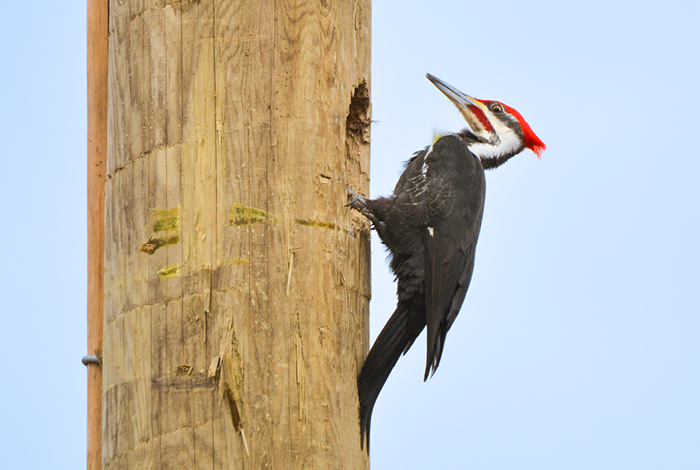 Woodpecker on a utility pole
