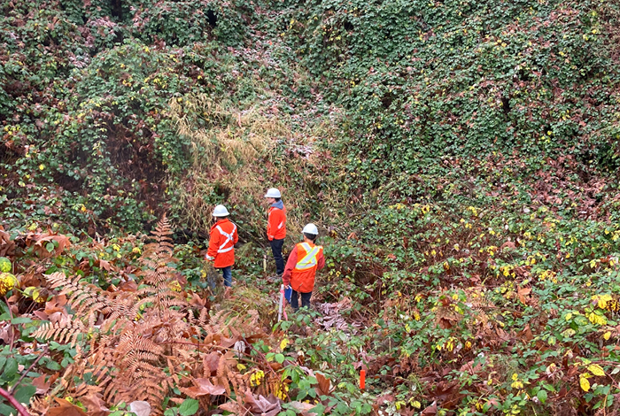 Clearing Himalayan blackberry bushes around the right of way