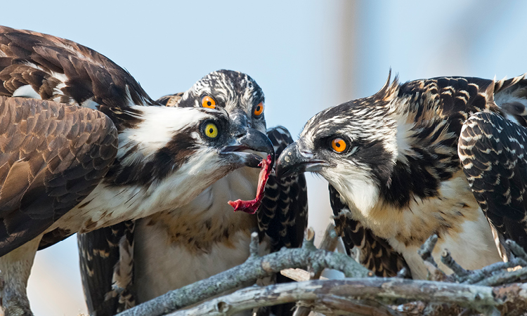 A parent osprey feeding two chicks a worm.