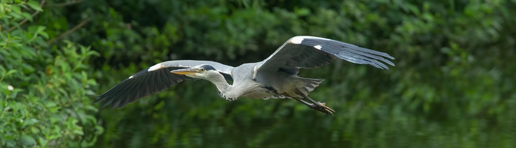 A blue heron bird flying with trees behind.