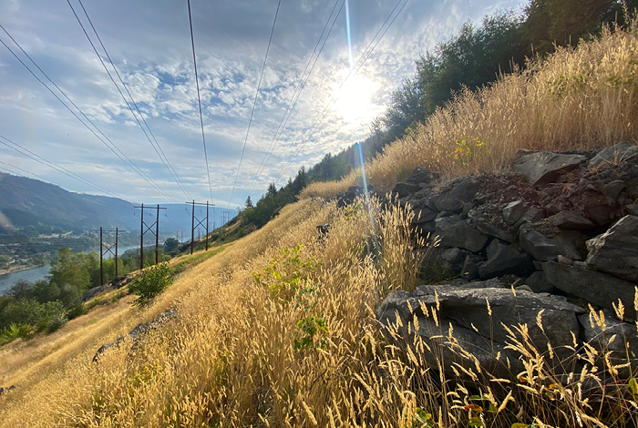 Native plantings can enhance the biodiversity of rights of way.