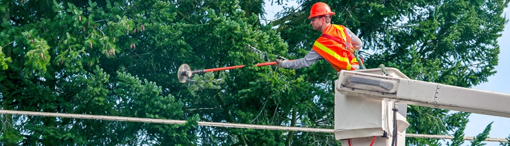 A worker in a bucket truck trimming trees near a powerline.