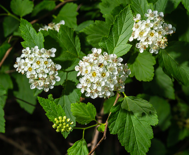 a large shrub with white flowers