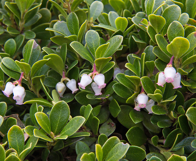 a ground-trailing shrub with pink flowers and red berries