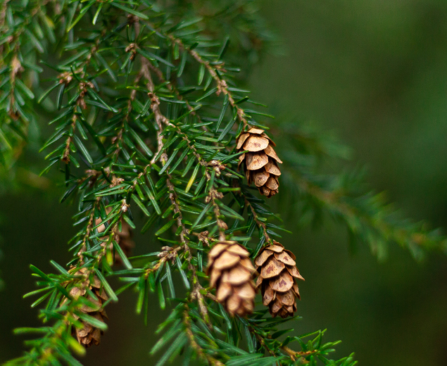 a slow-growing dwarf tree