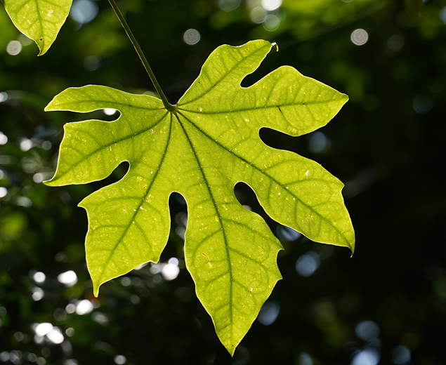 a medium-sized, broad-leafed tree