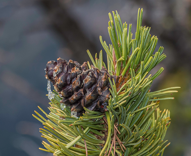 a small to medium-sized, slow-growing, long-lived tree