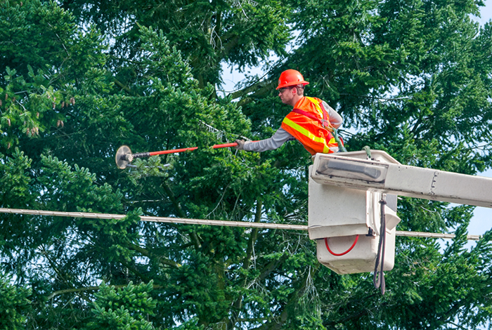 A worker in a bucket truck trimming trees near a powerline.