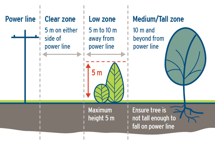 A diagram showing recommended distances for planting trees and shrubs from power lines. There should be no plants within 5 metres of a powerline, low shrubs can be 5-10 metres away and medium to tall trees should be 10 meters or further.