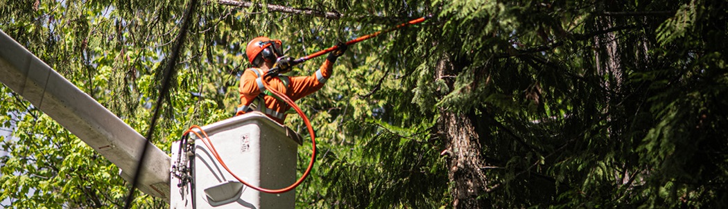 A worker in a bucket truck trimming trees near a powerline.