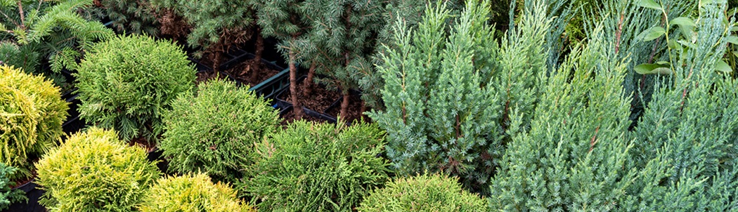 A variety of trees and shrubs displayed at a nursery.