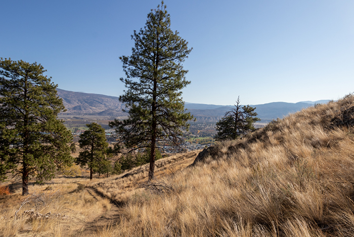 Dry brush on a hillside near a grove of trees in the summertime