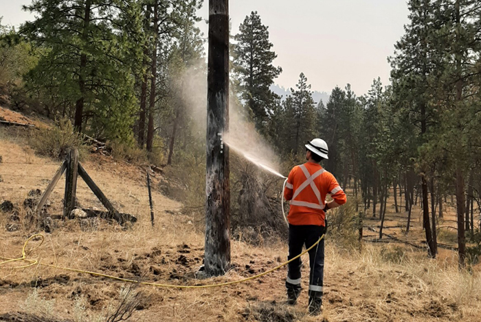 A utility worker using fire suppressants on trees to prevent damage to communities and power lines