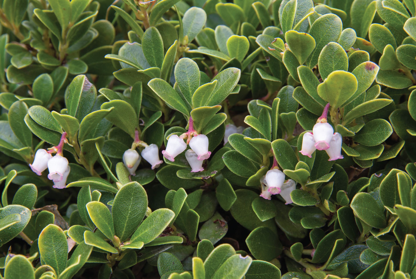 26-027-11-cbyd-blog-inline-6 A Kinnikinnick shrub with pink flowers.