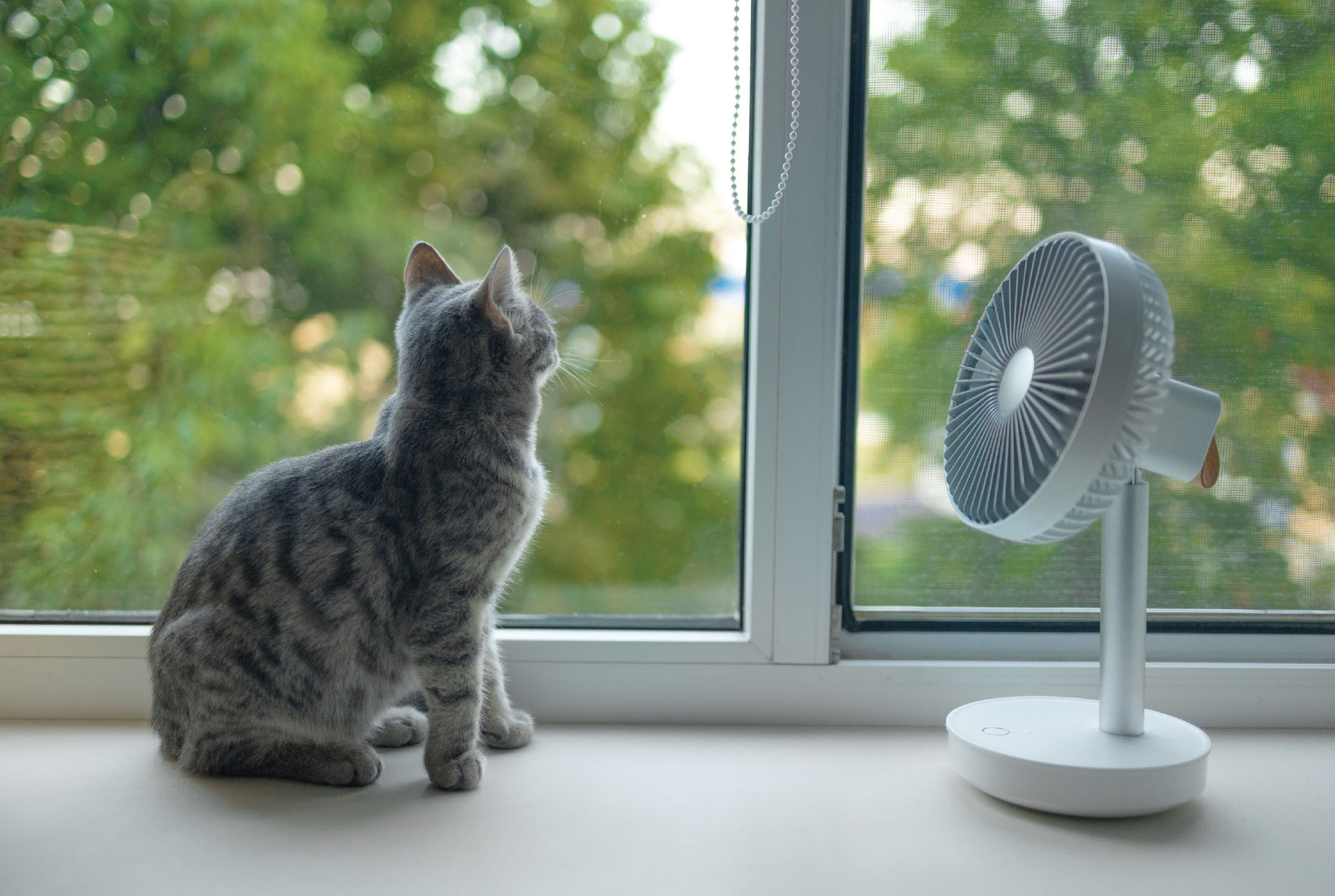 26-035-5-emergprep-5-inline-2 Cat sitting in front of a fan during a heat wave to stay cool indoors.