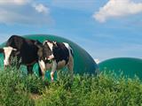 Cow standing on a hill
