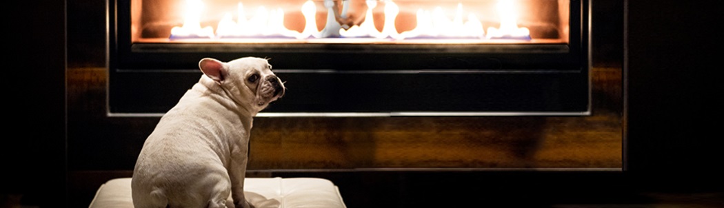 A little dog looking at the viewer and sitting in front of a gas fireplace.