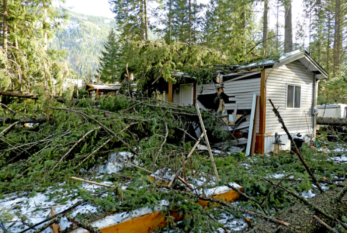 Trees brought down by windstorm