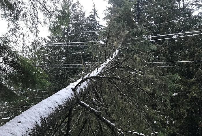 Downed tree