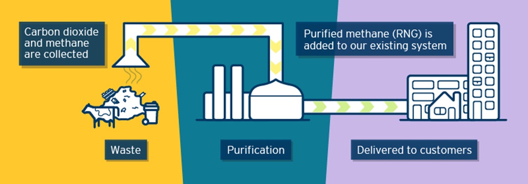 Illustration showing waste emitting CO2 and methane. The CO2 and methane is collected and purified to create Renewable Natural Gas, which is delivered to customers via FortisBC’s existing natural gas system.