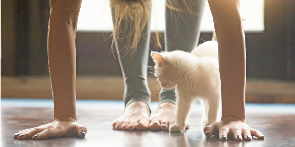 5-fresh-activities-to-do-while-you-are-staying-at-home-during-COVID-19-fitness Person stretching with a cat