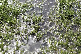 Yard flooding