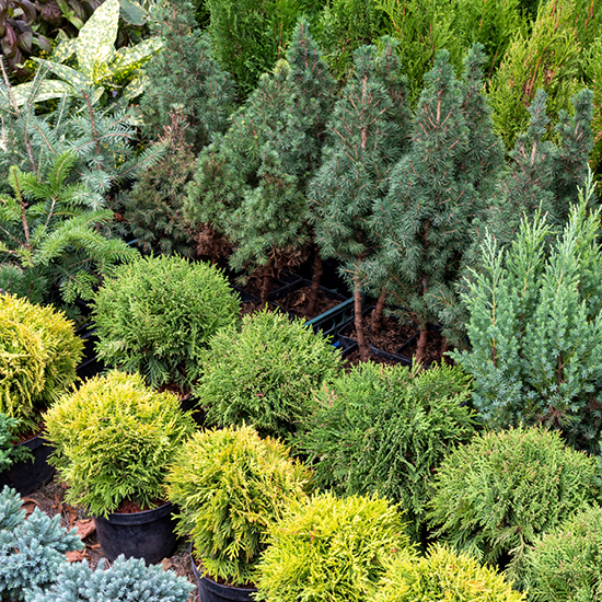 A variety of trees and shrubs displayed at a nursery