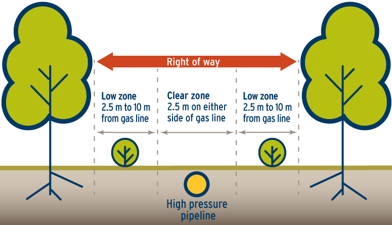 21-036.2_Tree_Plant_HighPressure-775x444