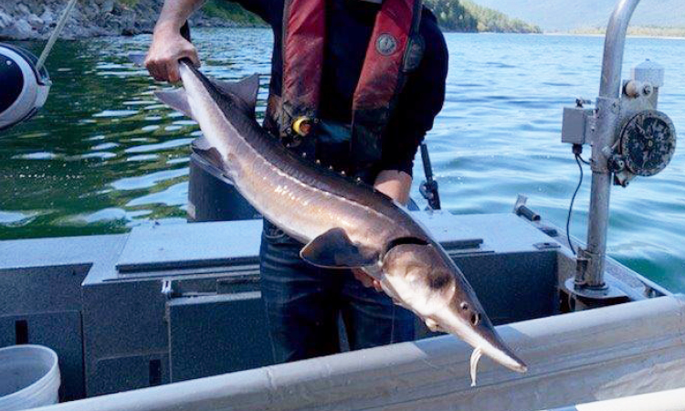 Swimming through BC waters, White sturgeon are a 175-million-year-old species that is at risk of extinction.