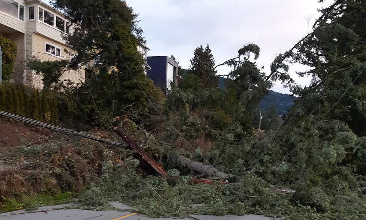 Knocked down trees and power lines